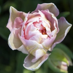 Tulpė 'Angelique', 5 VNT